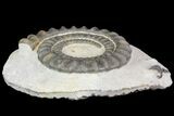 Devonian Ammonite (Anetoceras) With Trilobite Parts #68783-3